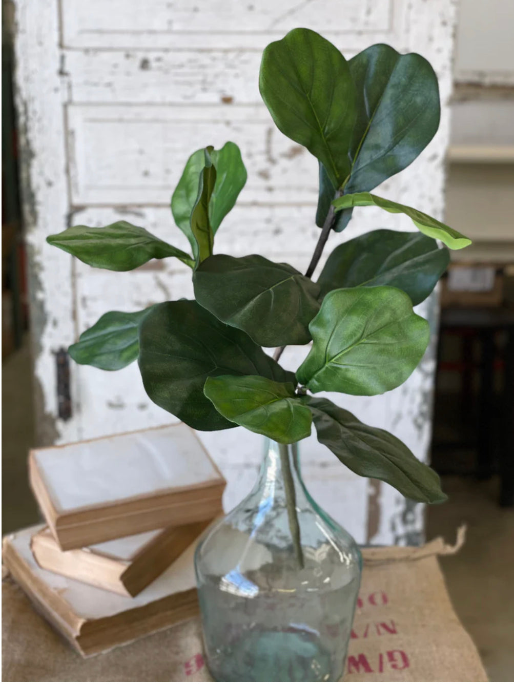 Fiddle Fig Spray 24"