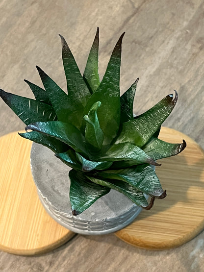 Faux Succulents - Aloe Vera and others