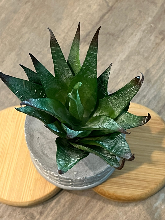 Faux Succulents - Aloe Vera and others