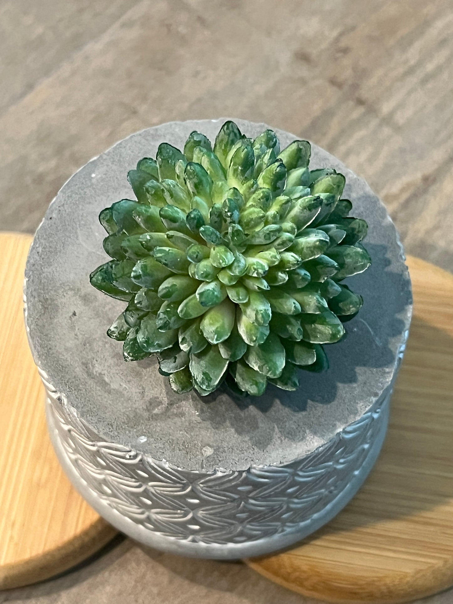Faux Succulents - Aloe Vera and others