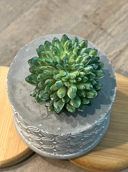 Faux Succulents - Aloe Vera and others