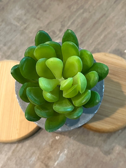 Faux Succulent Plants - sedum