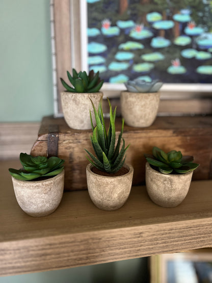 Set of 5 Succulents in 2.5 in concrete look pots