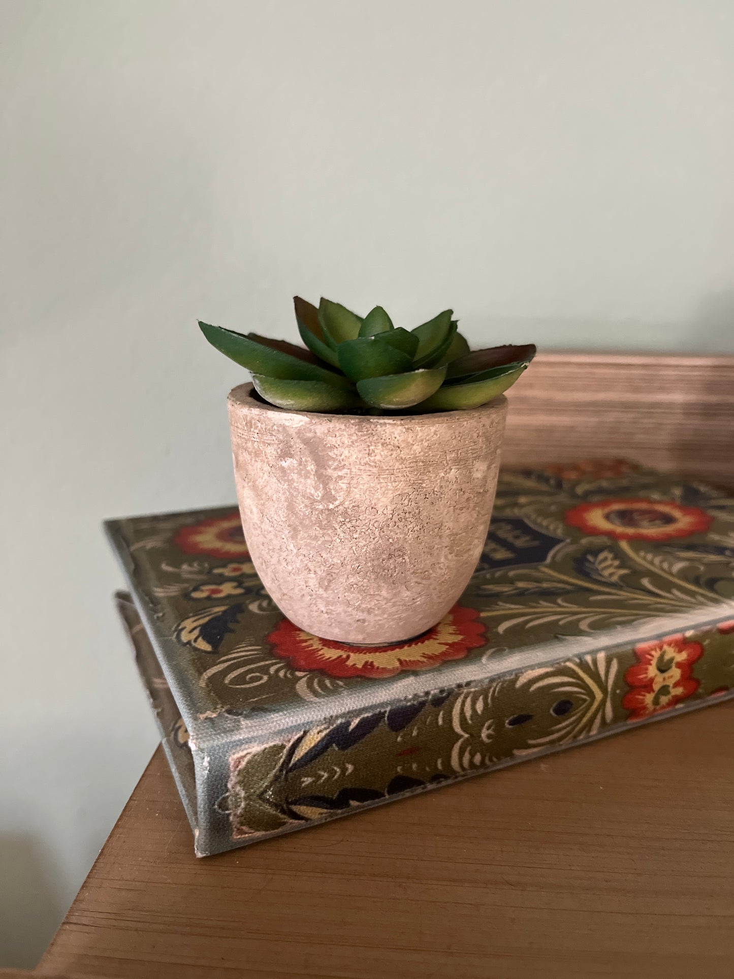 Set of 5 Succulents in 2.5 in concrete look pots