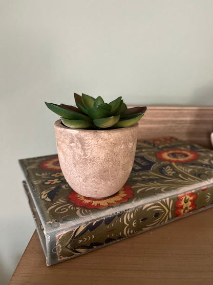 Set of 5 Succulents in 2.5 in concrete look pots