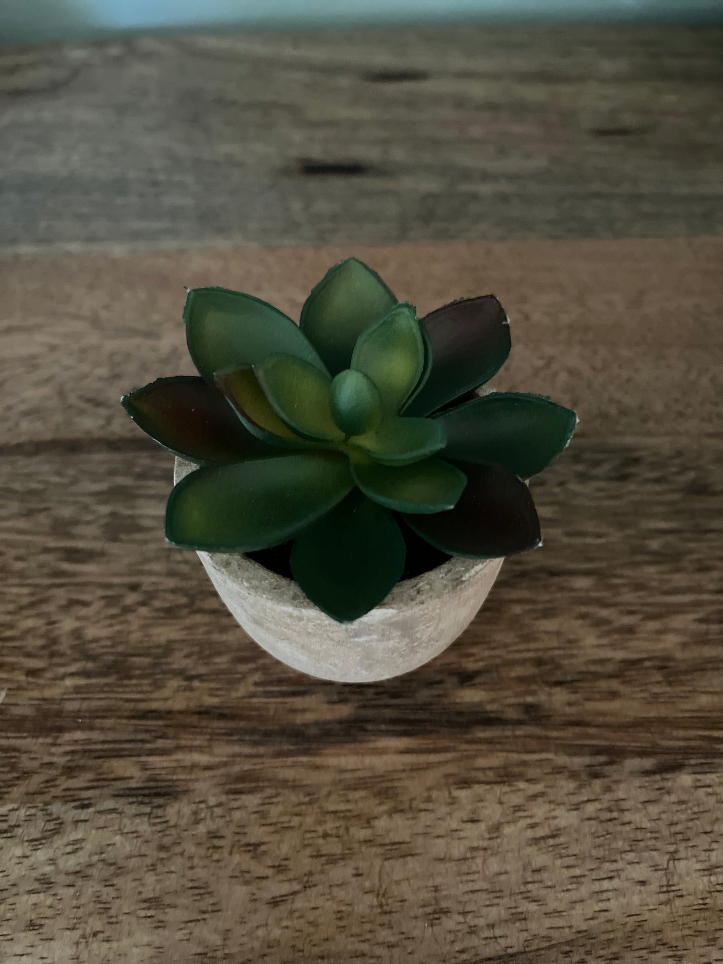 Set of 5 Succulents in 2.5 in concrete look pots