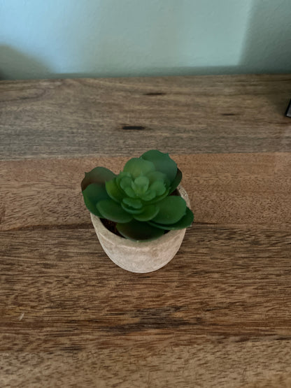 Set of 5 Succulents in 2.5 in concrete look pots