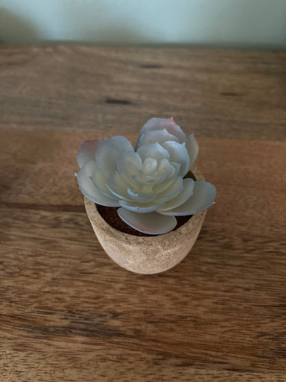 Set of 5 Succulents in 2.5 in concrete look pots