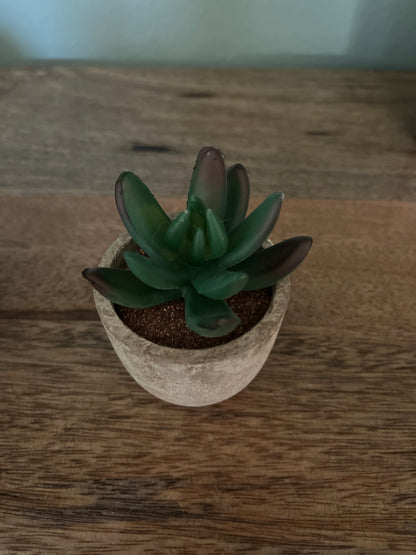 Set of 5 Succulents in 2.5 in concrete look pots