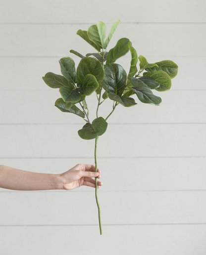 Fiddle Leaf Branch